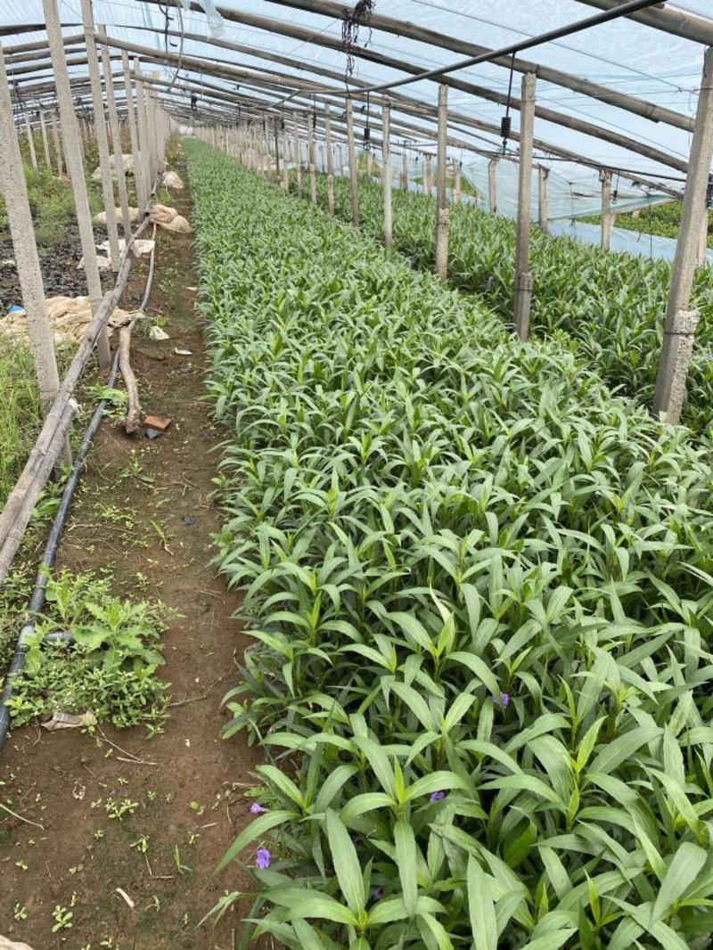 翠芦莉自产自销翠芦莉种植基地翠芦莉一手货源