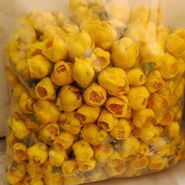 金花茶花
