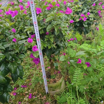 80分高紫花三角梅，三角梅毛球，3分三角梅袋苗，紫花三角