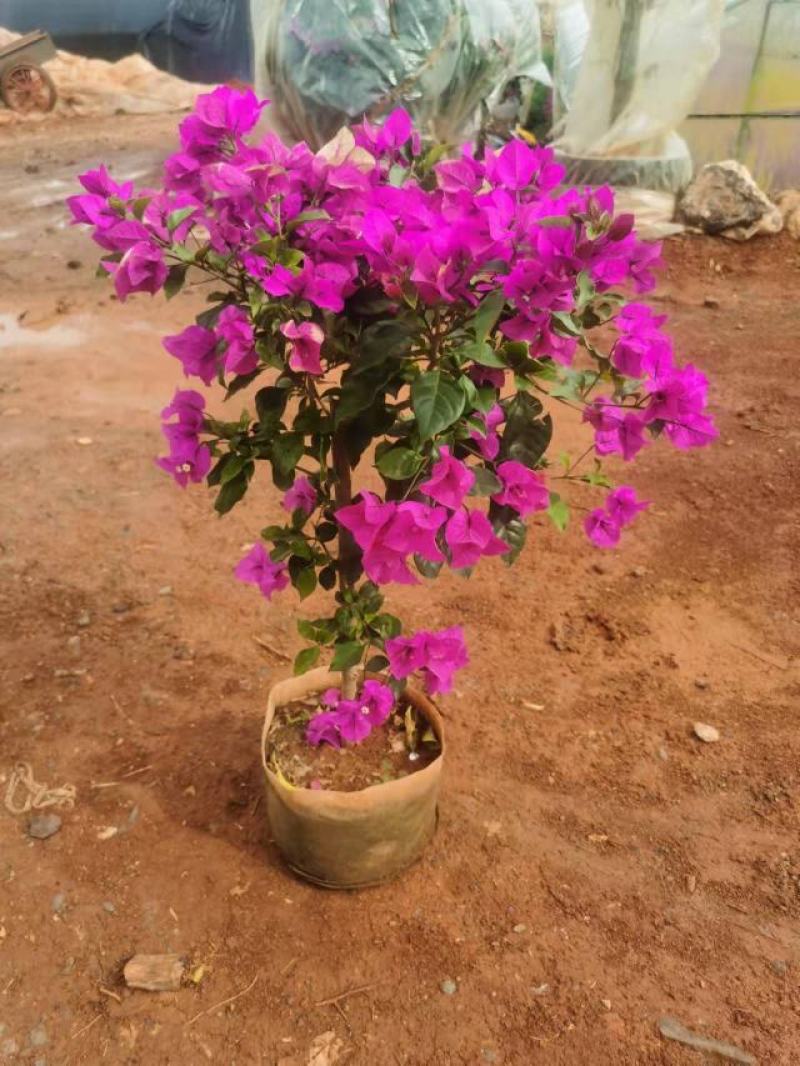 80分高紫花三角梅，三角梅毛球，3分三角梅袋苗，紫花三角