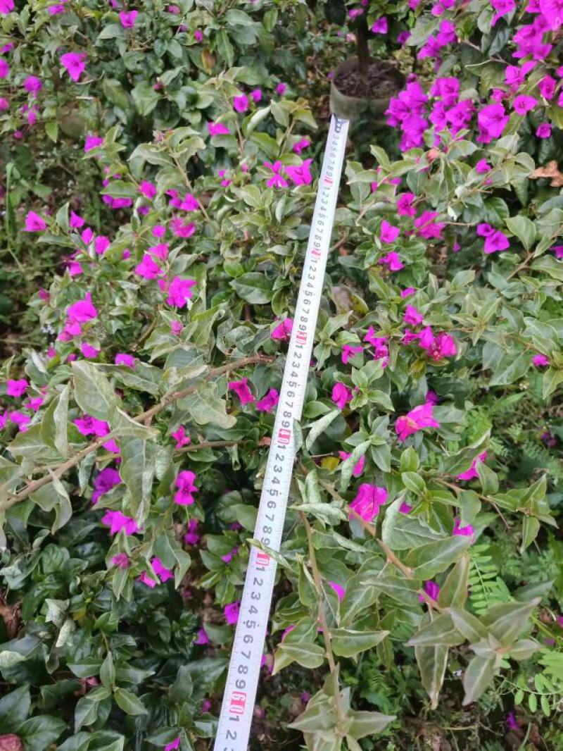 80分高紫花三角梅，三角梅毛球，3分三角梅袋苗，紫花三角