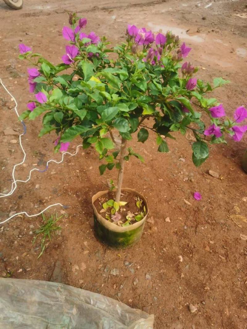 80分高紫花三角梅，三角梅毛球，3分三角梅袋苗，紫花三角