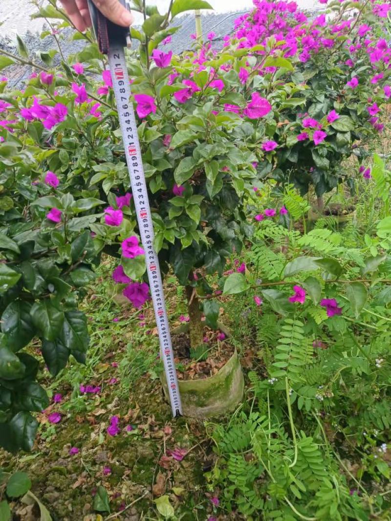 80分高紫花三角梅，三角梅毛球，3分三角梅袋苗，紫花三角