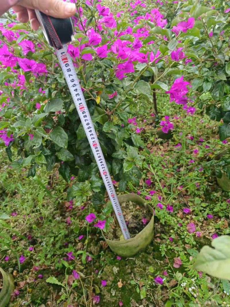 80分高紫花三角梅，三角梅毛球，3分三角梅袋苗，紫花三角