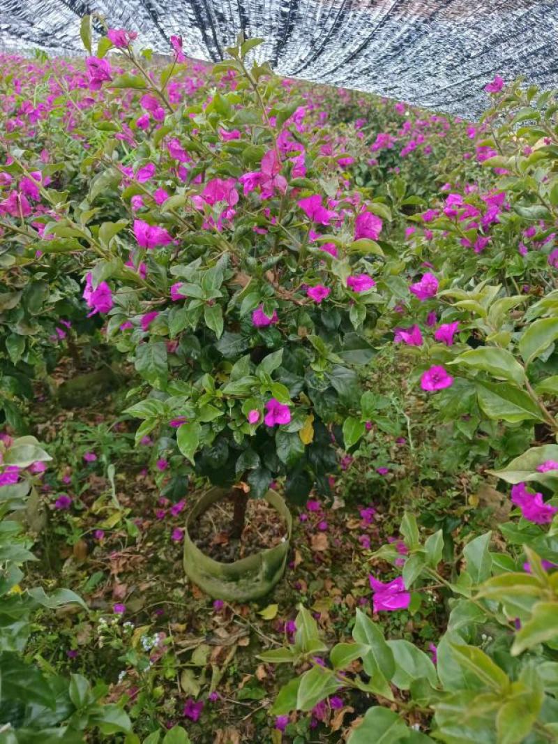 80分高紫花三角梅，三角梅毛球，3分三角梅袋苗，紫花三角