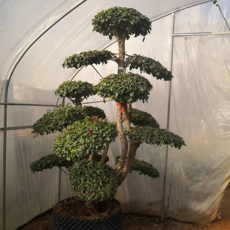 造型三角梅云南各种造型三角梅种植，造型三角梅精品