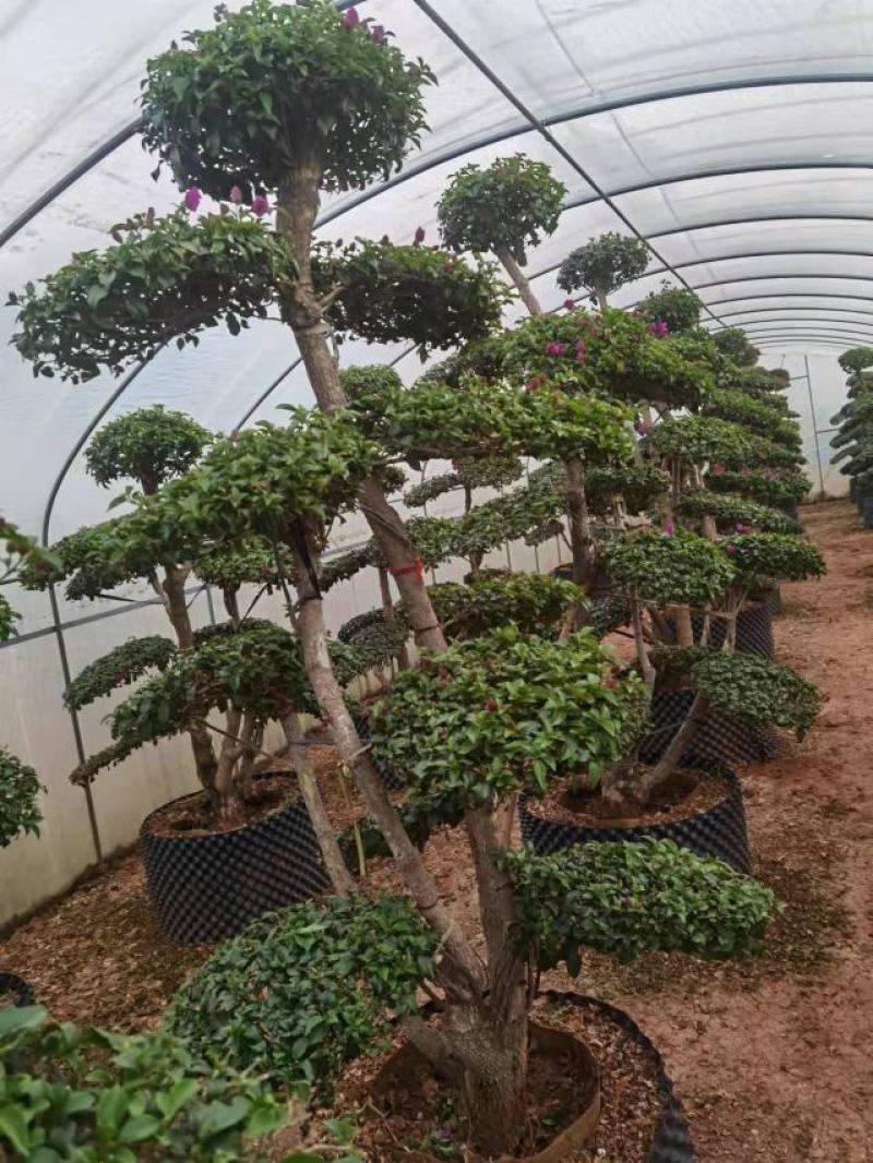 造型三角梅云南各种造型三角梅种植，造型三角梅精品