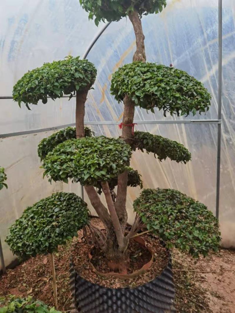 造型三角梅云南各种造型三角梅种植，造型三角梅精品