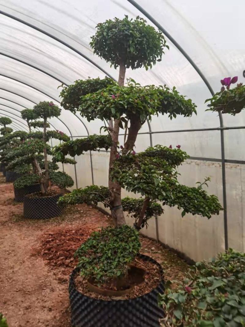 造型三角梅云南各种造型三角梅种植，造型三角梅精品