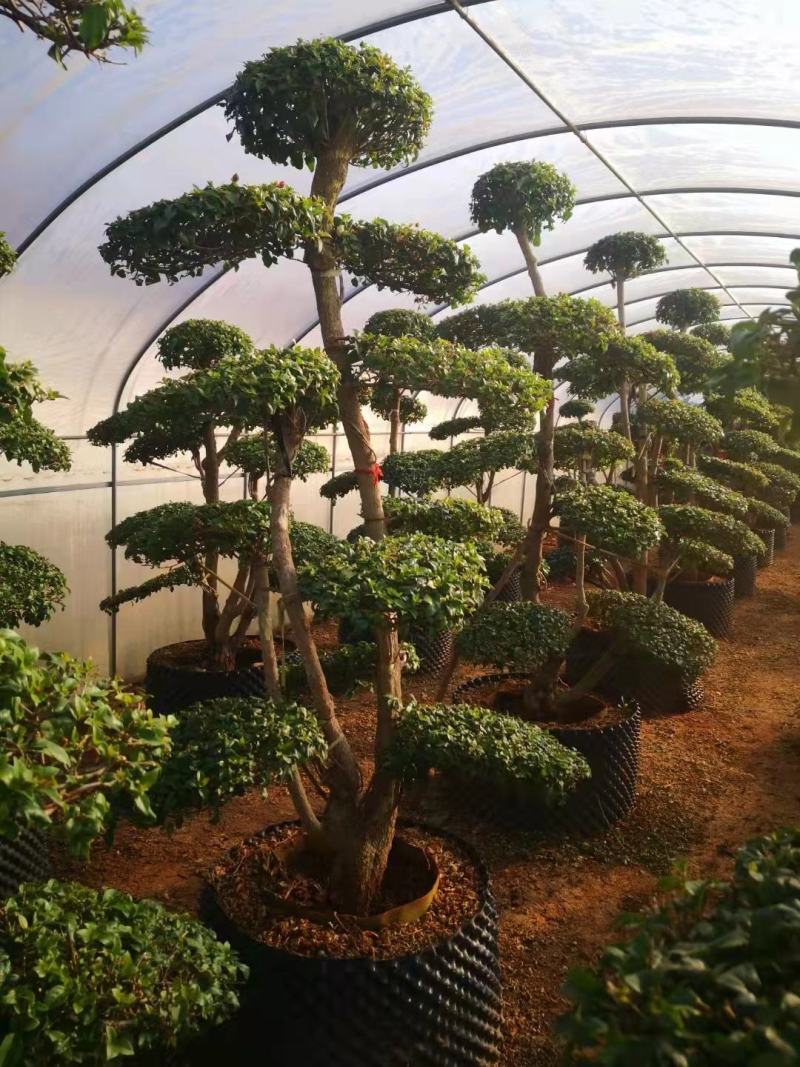 造型三角梅云南各种造型三角梅种植，造型三角梅精品