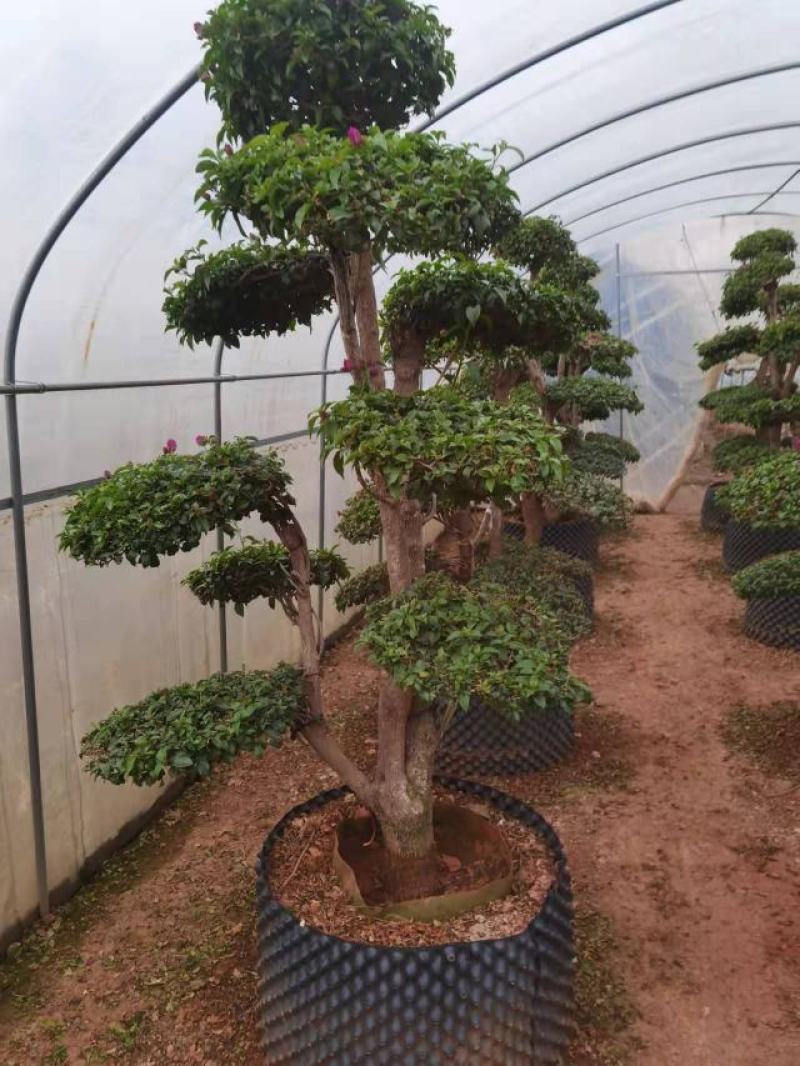 造型三角梅云南各种造型三角梅种植，造型三角梅精品