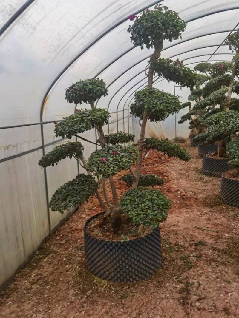 造型三角梅云南各种造型三角梅种植，造型三角梅精品