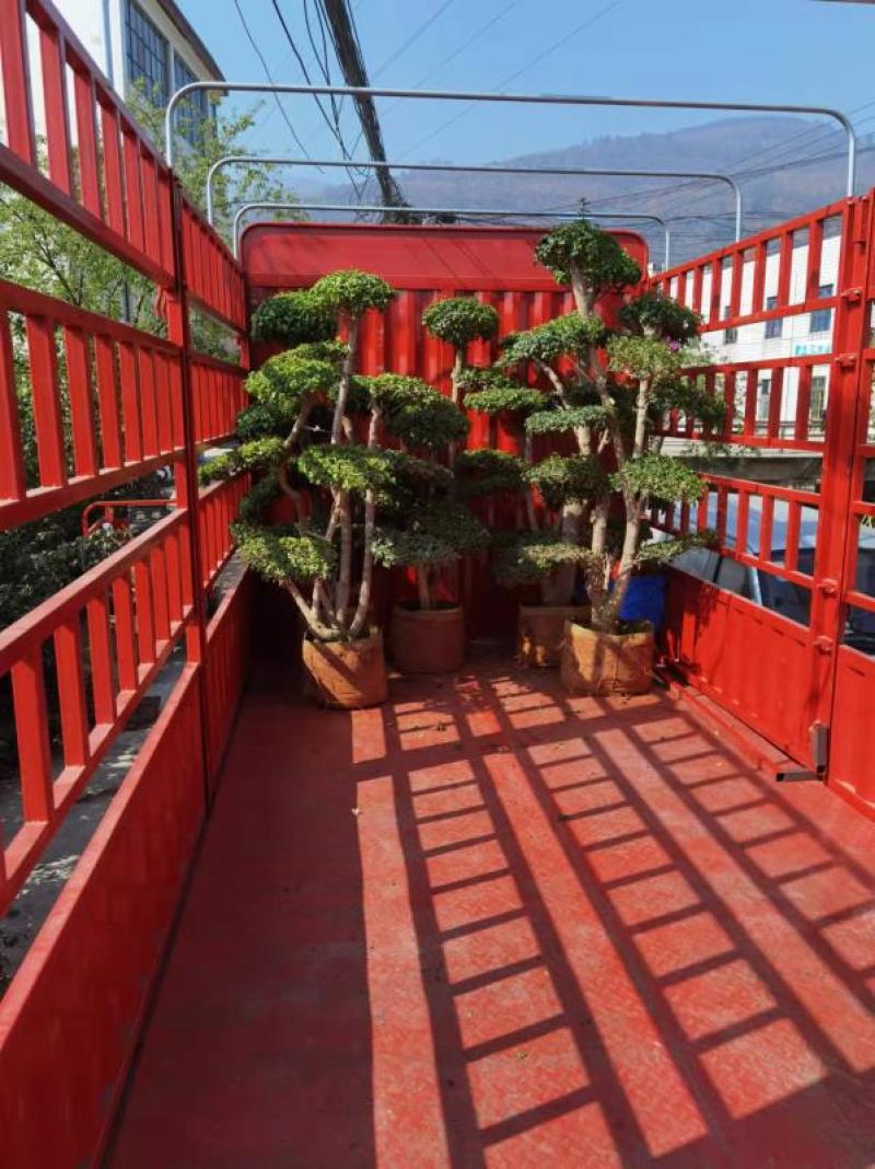 造型三角梅云南各种造型三角梅种植，造型三角梅精品