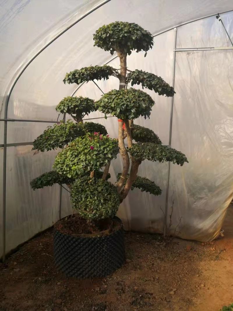 造型三角梅云南各种造型三角梅种植，造型三角梅精品