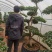造型三角梅云南各种造型三角梅种植，造型三角梅精品