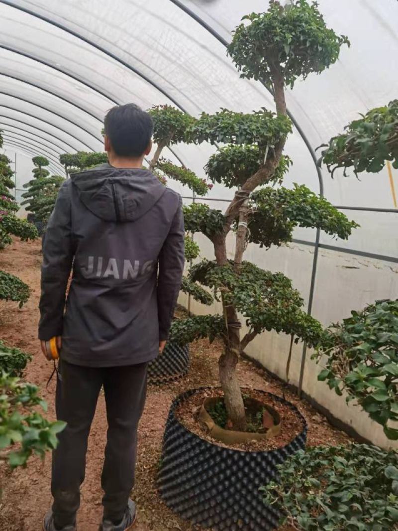 造型三角梅云南各种造型三角梅种植，造型三角梅精品