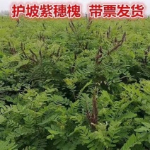 紫穗槐苗刺槐小苗苗护坡紫穗槐小苗紫穗槐树苗护林固土堤坝护