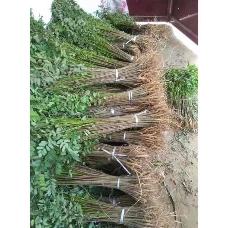 紫穗槐苗刺槐小苗苗护坡紫穗槐小苗紫穗槐树苗护林固土堤坝护