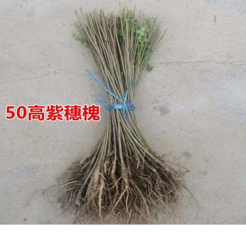 紫穗槐苗刺槐小苗苗护坡紫穗槐小苗紫穗槐树苗护林固土堤坝护