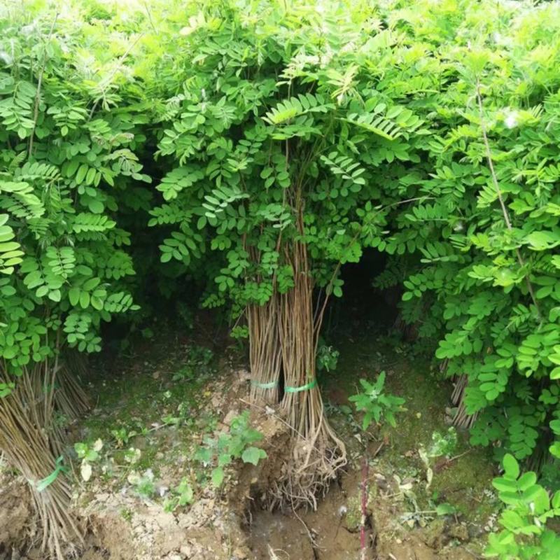 紫穗槐苗刺槐小苗苗护坡紫穗槐小苗紫穗槐树苗护林固土堤坝护
