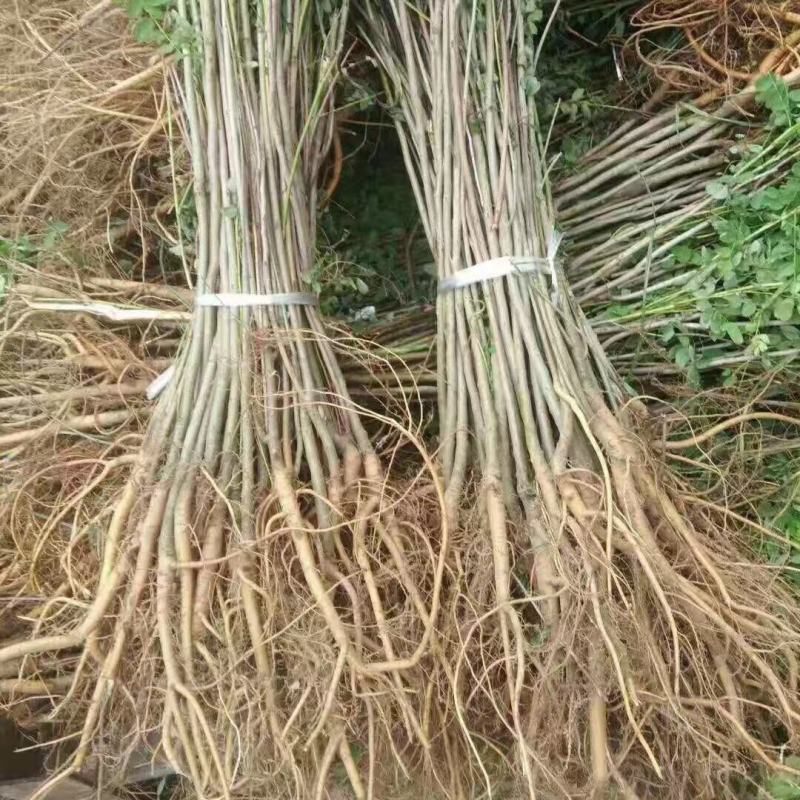 紫穗槐苗刺槐小苗苗护坡紫穗槐小苗紫穗槐树苗护林固土堤坝护