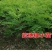 紫穗槐苗刺槐小苗苗护坡紫穗槐小苗紫穗槐树苗护林固土堤坝护