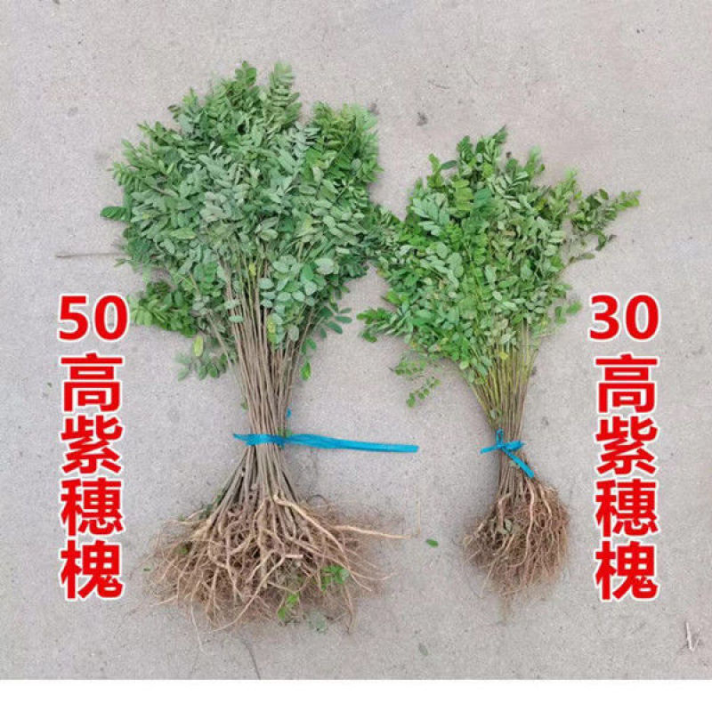 紫穗槐苗刺槐小苗苗护坡紫穗槐小苗紫穗槐树苗护林固土堤坝护