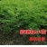 紫穗槐苗刺槐小苗苗护坡紫穗槐小苗紫穗槐树苗护林固土堤坝护