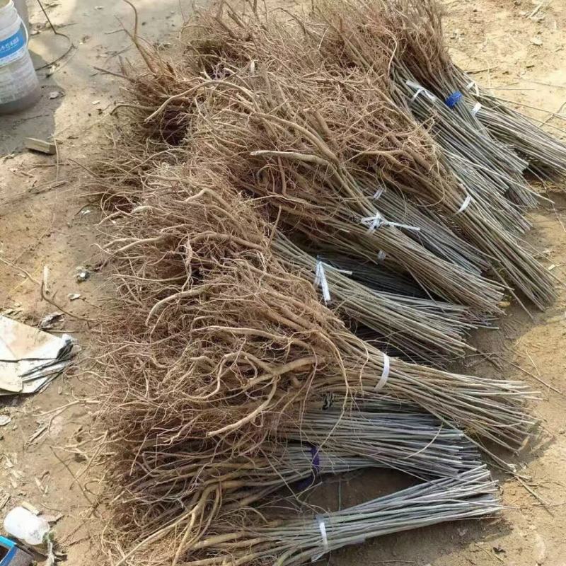 紫穗槐苗刺槐小苗苗护坡紫穗槐小苗紫穗槐树苗护林固土堤坝护