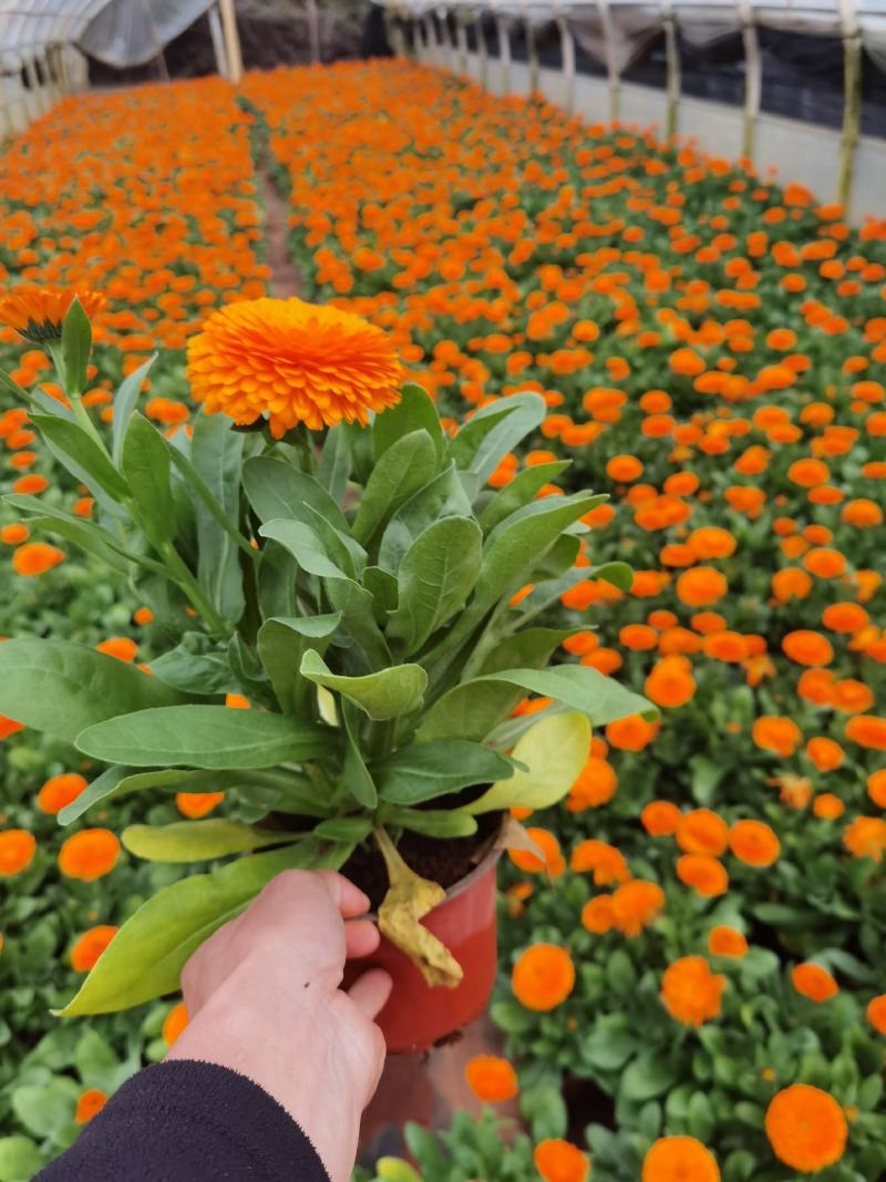 万寿菊，云南草花万寿菊种植销售，草花万寿菊，万寿菊盆景