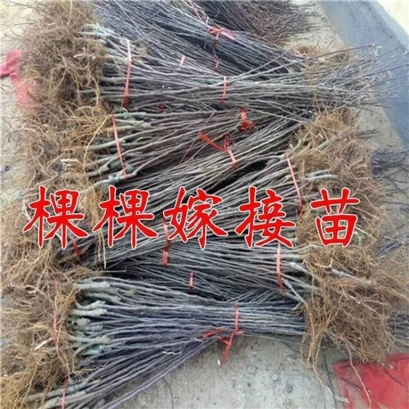 维纳斯黄金苹果苗