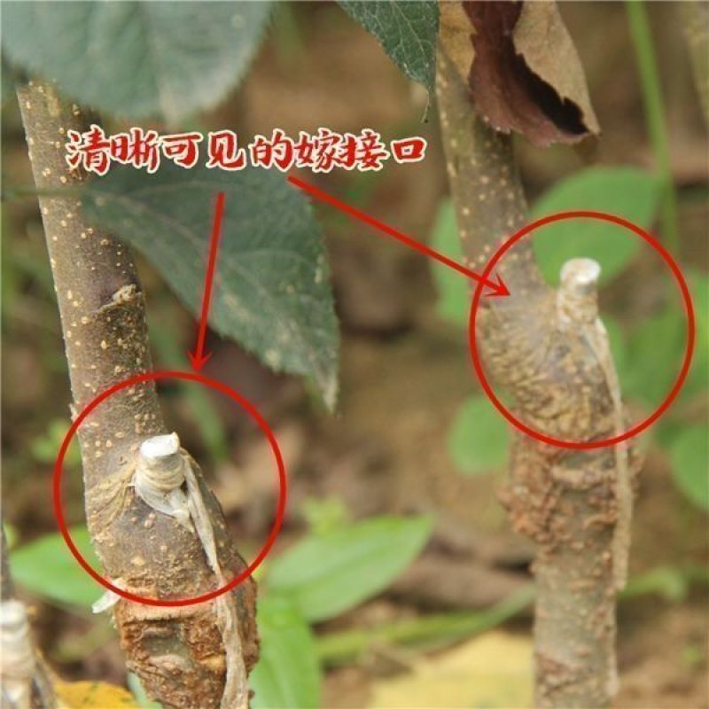 维纳斯黄金苹果苗