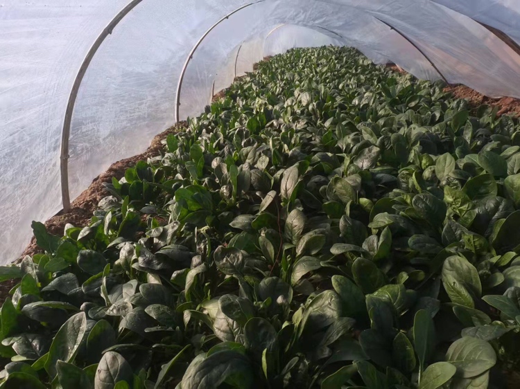 温室菠菜种植实景图:展示温室环境下菠菜的生长状态与采收前准备 温室菠菜种植实景图