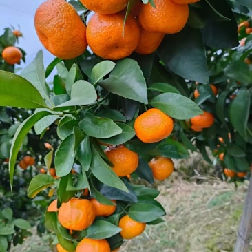 沙糖橘