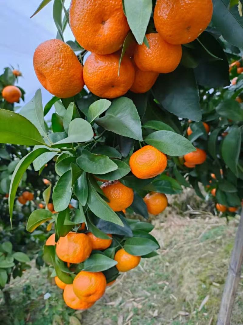 沙糖橘