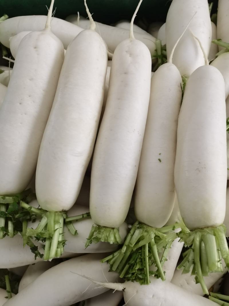 精品白萝卜
