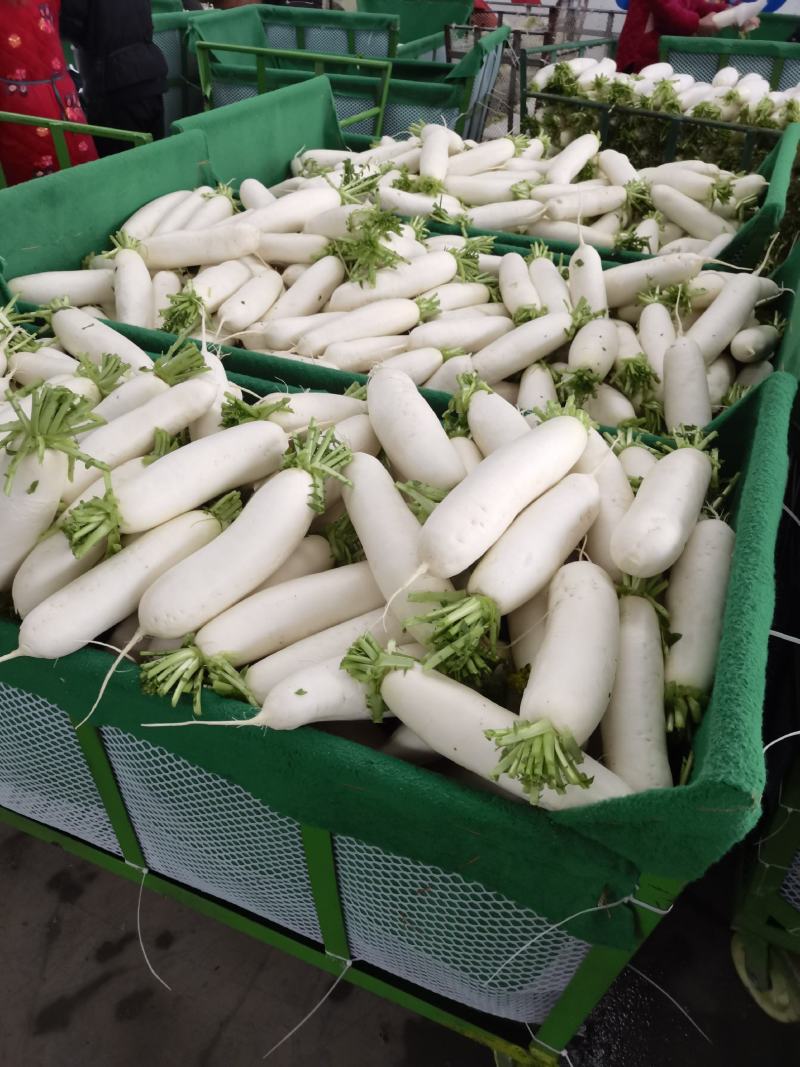 精品白萝卜