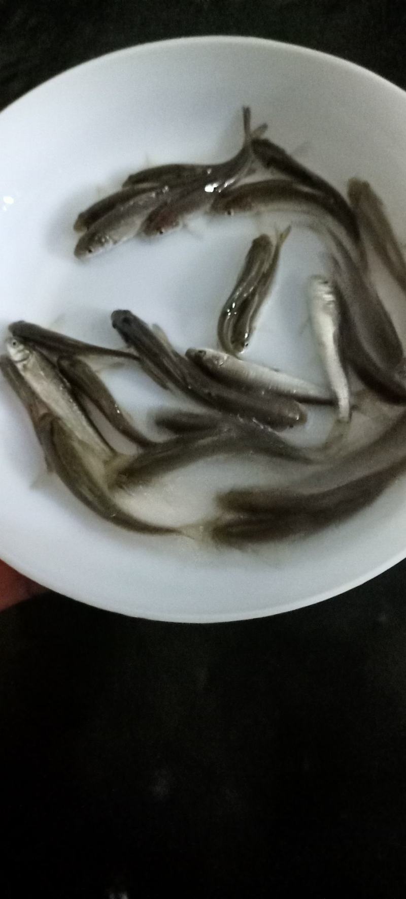 银雪鱼苗淡水银鳕鱼苗损失必赔养殖基地直发一手货源