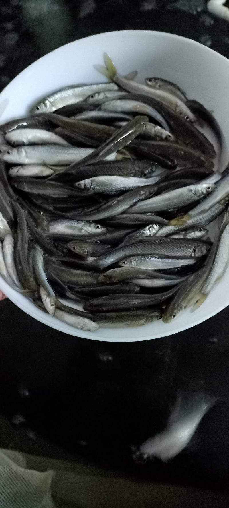 银雪鱼苗淡水银鳕鱼苗损失必赔养殖基地直发一手货源