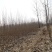速生无絮杨树苗苗木3804.3412红叶杨无絮杨树苗