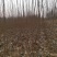 速生无絮杨树苗苗木3804.3412红叶杨无絮杨树苗