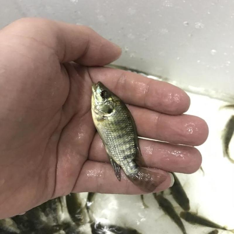 罗非鱼苗新吉富海南1号罗非苗耐寒抗病强精选优质品种