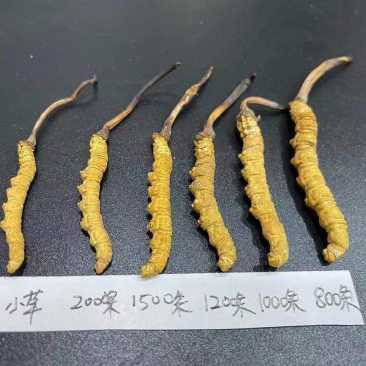 西藏青海甘孜阿坝高海拔冬虫夏草天然晒干(野生干草)