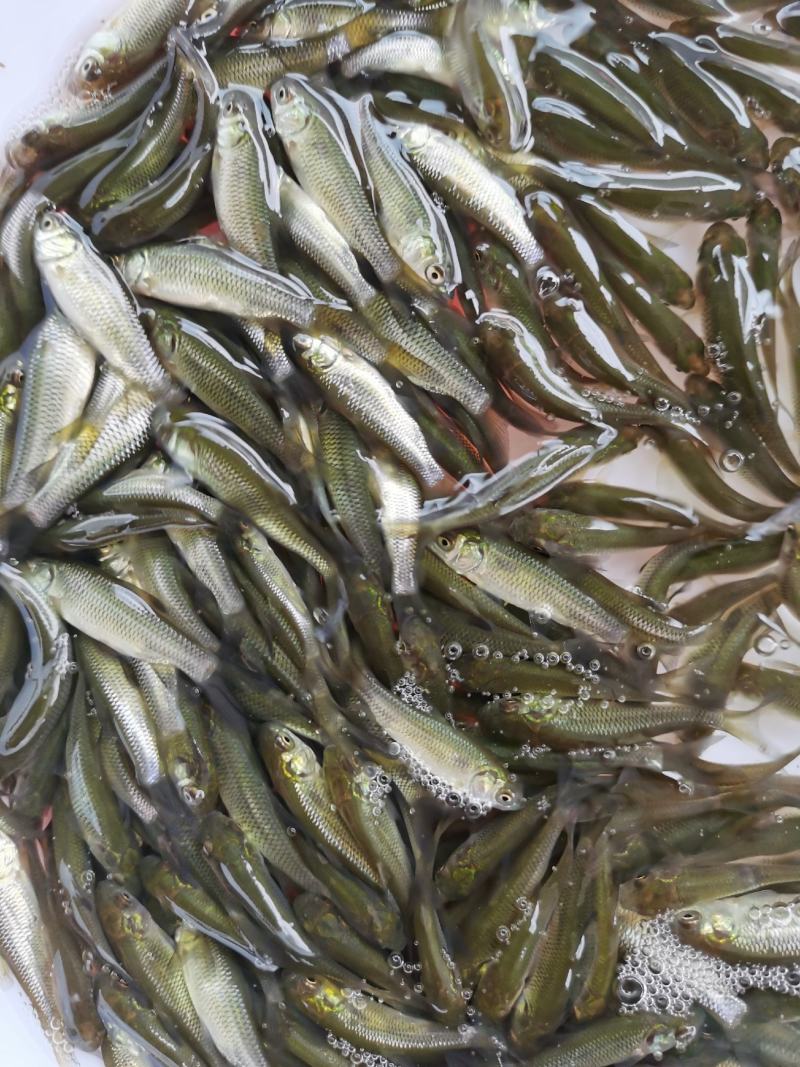 草鱼苗，品种优良快大，疫苗齐全，源头直供。