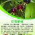 巴西樱桃苗南北方果树苗适合盆栽地栽树苗甜樱桃树苗广西发货