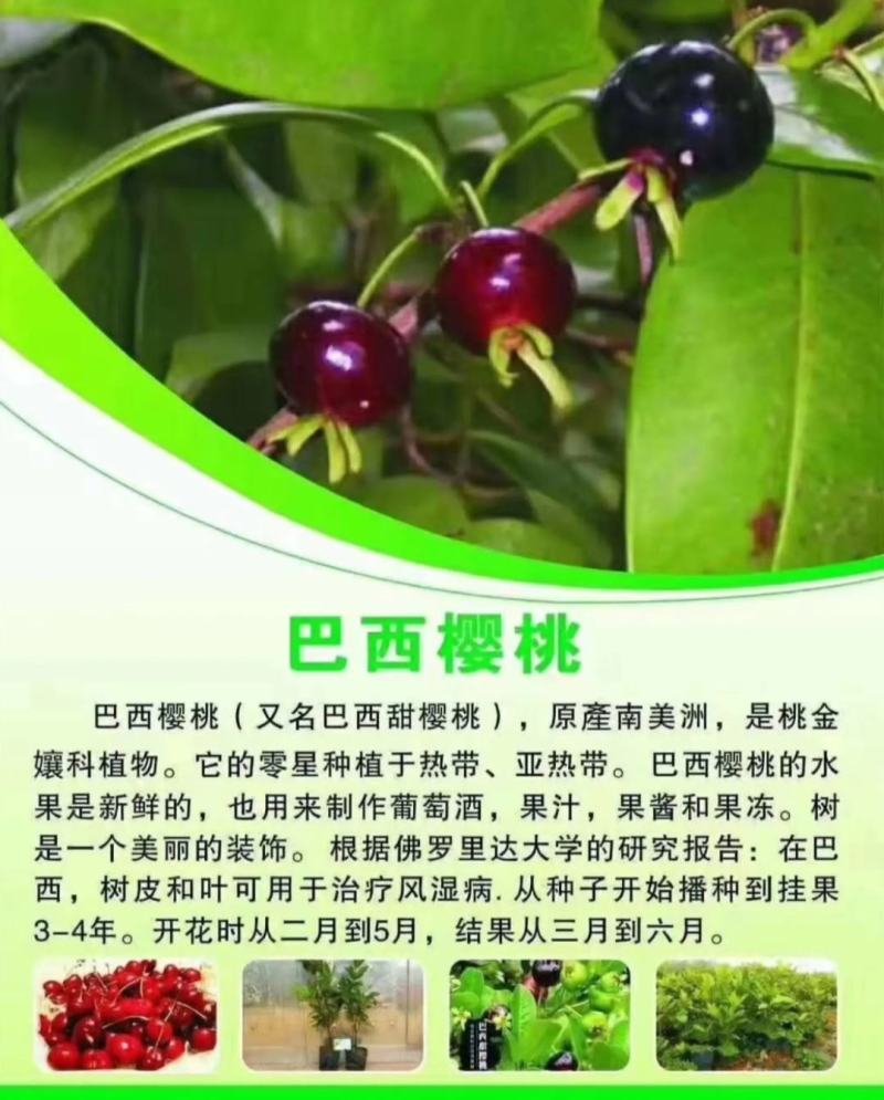 巴西樱桃苗南北方果树苗适合盆栽地栽树苗甜樱桃树苗广西发货