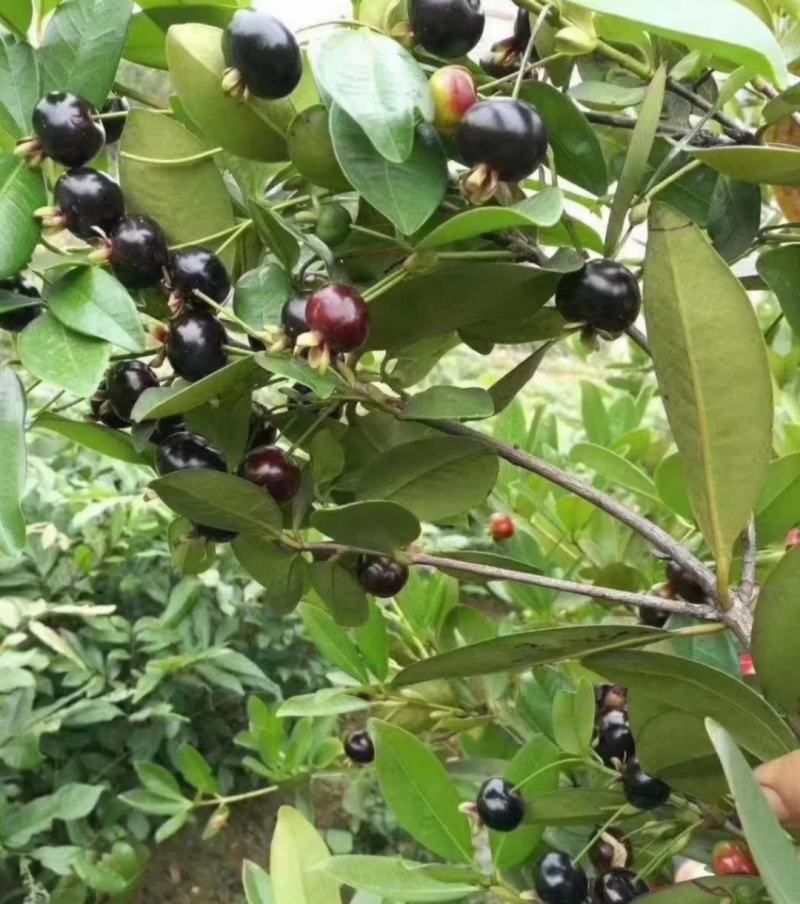巴西樱桃苗南北方果树苗适合盆栽地栽树苗甜樱桃树苗广西发货