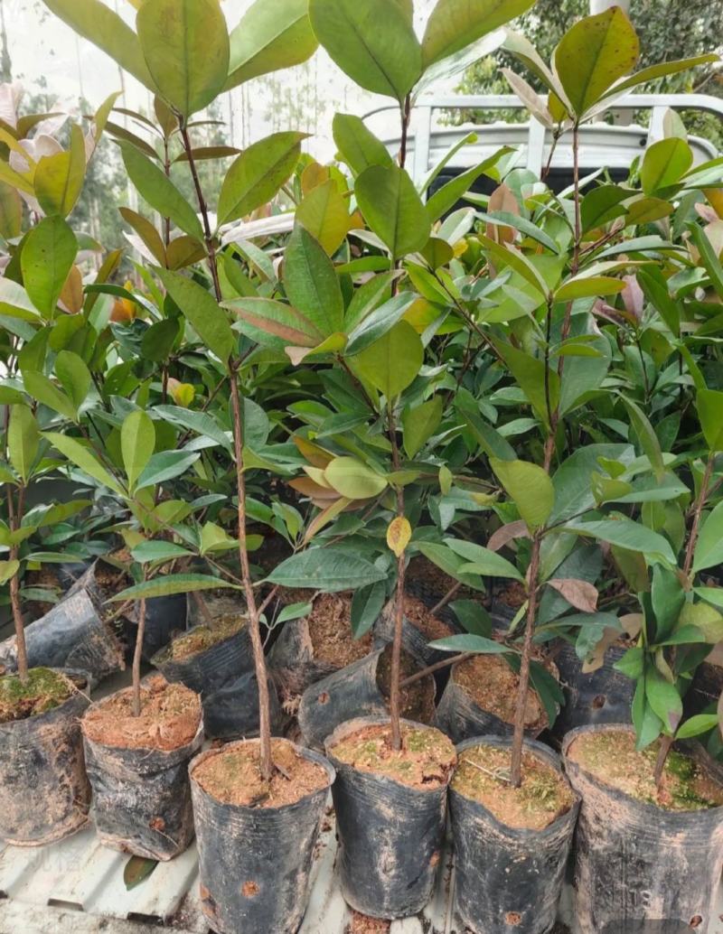 巴西樱桃苗南北方果树苗适合盆栽地栽树苗甜樱桃树苗广西发货