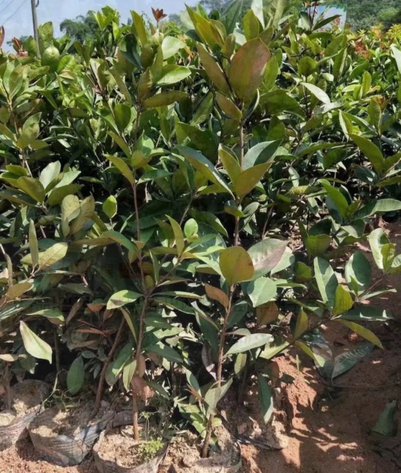 巴西樱桃苗南北方果树苗适合盆栽地栽树苗甜樱桃树苗广西发货