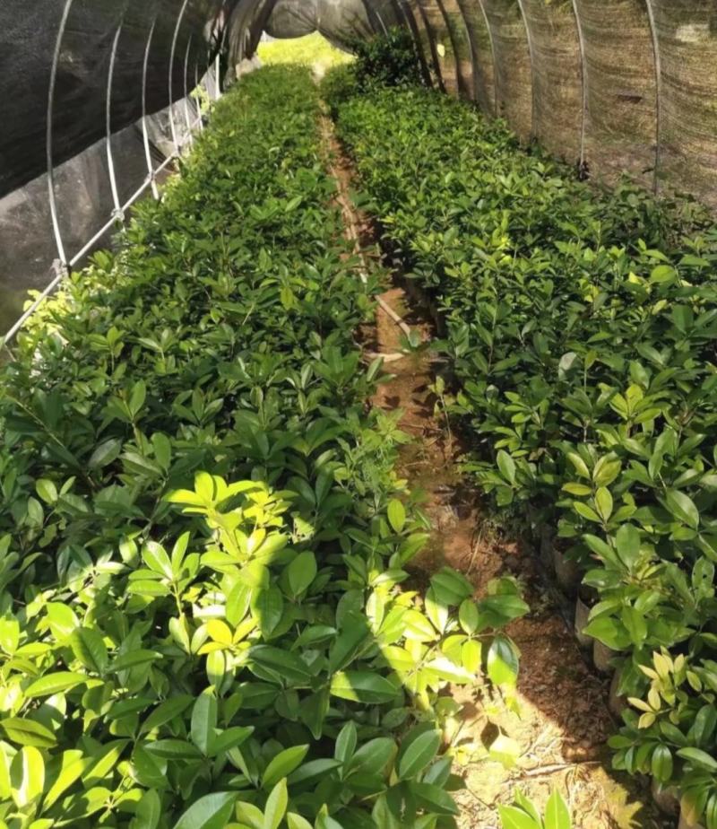 巴西樱桃苗南北方果树苗适合盆栽地栽树苗甜樱桃树苗广西发货